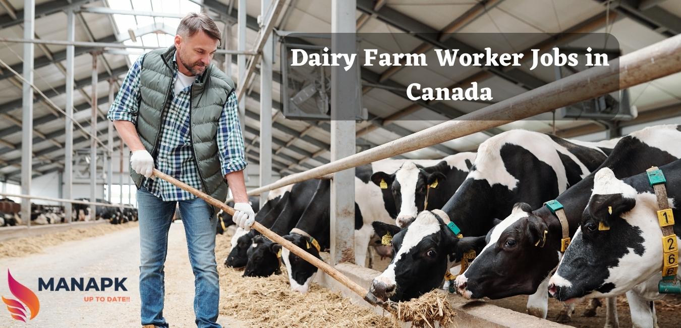 Dairy Farm Worker Jobs in Canada for 2023